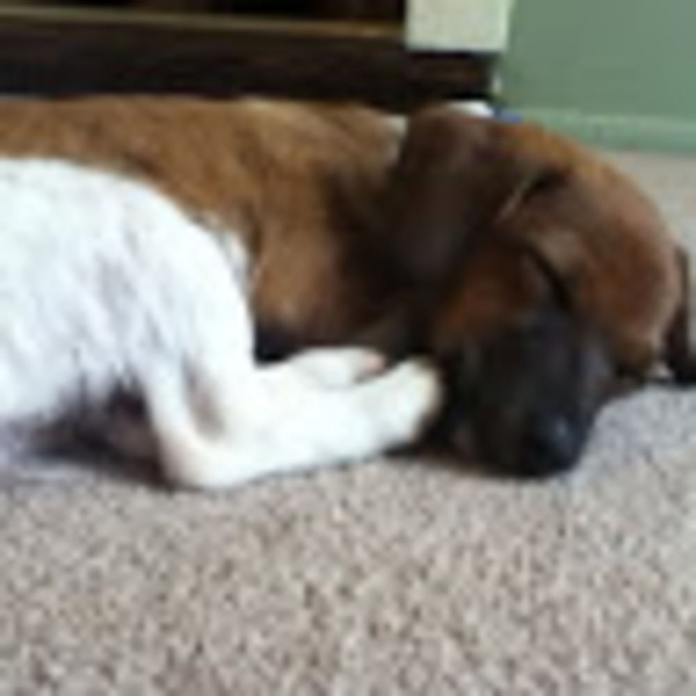 Meet your Posher, Katie